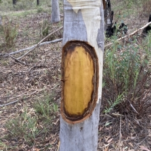 Eucalyptus rossii at Jerrabomberra, NSW - 1 Apr 2022