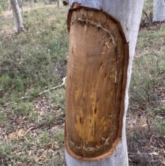 Eucalyptus rossii at Jerrabomberra, NSW - 1 Apr 2022