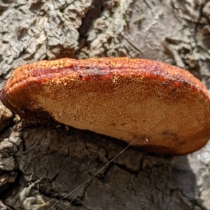 zz Polypore (shelf/hoof-like) at Watson, ACT - 1 Apr 2022 03:11 PM