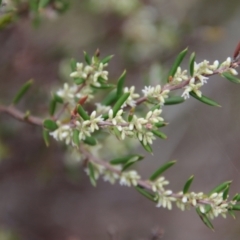 Monotoca scoparia (Broom Heath) at Mongarlowe River - 30 Mar 2022 by LisaH