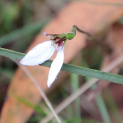 Eriochilus cucullatus (Parson's Bands) at Mongarlowe, NSW - 30 Mar 2022 by LisaH