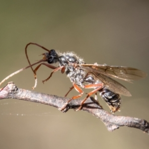 Myrmecia sp. (genus) at Paddys River, ACT - 14 Mar 2022