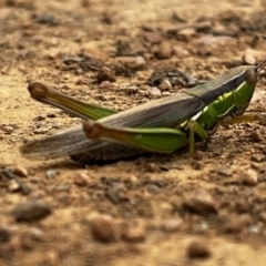 Bermius brachycerus (A grasshopper) at Jerrabomberra Wetlands - 1 Apr 2022 by YellowButton