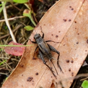 Bobilla sp. (genus) at Mongarlowe, NSW - 30 Mar 2022