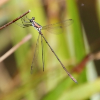 Synlestes weyersii (Bronze Needle) at Budawang, NSW - 29 Mar 2022 by LisaH