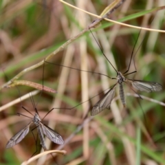 Tipulidae or Limoniidae (family) at Mongarlowe, NSW - 30 Mar 2022