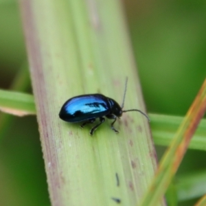 Altica sp. (genus) at Mongarlowe, NSW - suppressed