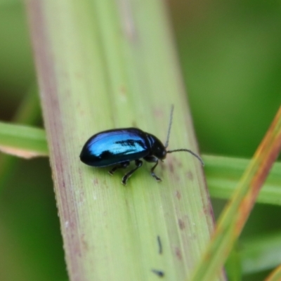 Altica sp. (genus) (Flea beetle) at Mongarlowe River - 30 Mar 2022 by LisaH