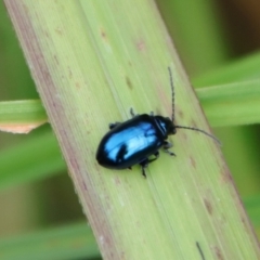 Altica sp. (genus) at Mongarlowe, NSW - suppressed