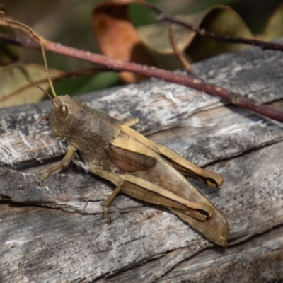 Percassa rugifrons (Mountain Grasshopper) at Tidbinbilla Nature Reserve - 14 Mar 2022 by SWishart