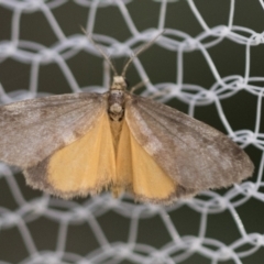 Anestia (genus) (A tiger moth) at Higgins, ACT - 12 Mar 2022 by AlisonMilton