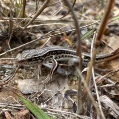 Ctenotus orientalis (Oriental Striped-skink) at Mount Jerrabomberra - 1 Apr 2022 by Steve_Bok