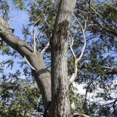 Leptocneria reducta at Higgins, ACT - 1 Apr 2022