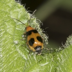 Aulacophora hilaris (Pumpkin Beetle) at Higgins, ACT - 12 Mar 2022 by AlisonMilton