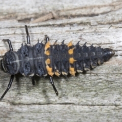 Harmonia conformis (Common Spotted Ladybird) at Higgins, ACT - 28 Mar 2022 by AlisonMilton