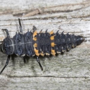 Harmonia conformis at Higgins, ACT - 28 Mar 2022