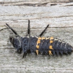 Harmonia conformis at Higgins, ACT - 28 Mar 2022 12:36 PM