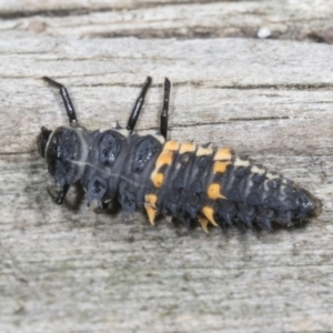 Harmonia conformis at Higgins, ACT - 28 Mar 2022