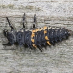 Harmonia conformis at Higgins, ACT - 28 Mar 2022