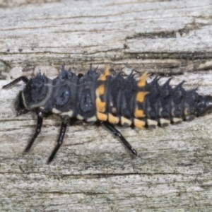 Harmonia conformis at Higgins, ACT - 28 Mar 2022