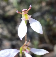 Eriochilus cucullatus (Parson's Bands) at Jerrabomberra, NSW - 1 Apr 2022 by Steve_Bok