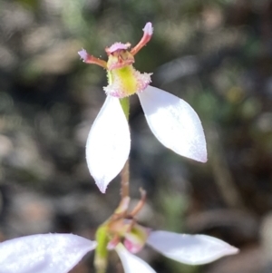 Eriochilus cucullatus at Jerrabomberra, NSW - 1 Apr 2022