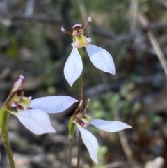 Eriochilus cucullatus at Jerrabomberra, NSW - suppressed