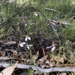 Eriochilus cucullatus at Jerrabomberra, NSW - suppressed