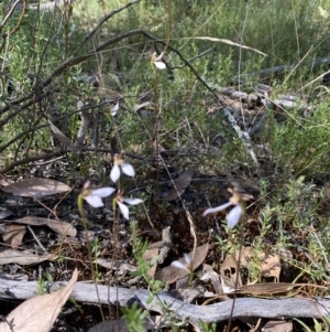 Eriochilus cucullatus at Jerrabomberra, NSW - suppressed