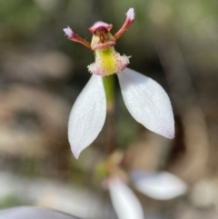 Eriochilus cucullatus at Jerrabomberra, NSW - suppressed