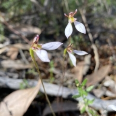 Eriochilus cucullatus at Jerrabomberra, NSW - suppressed