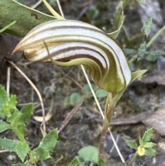 Diplodium truncatum (Little Dumpies, Brittle Greenhood) at Mount Jerrabomberra QP - 1 Apr 2022 by SteveBorkowskis