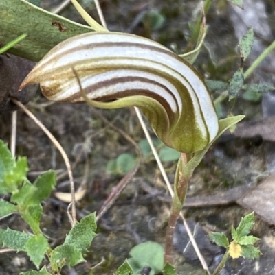 Diplodium truncatum (Little Dumpies, Brittle Greenhood) at Mount Jerrabomberra QP - 1 Apr 2022 by Steve_Bok