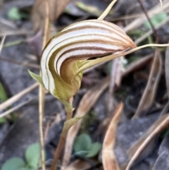 Diplodium truncatum at Jerrabomberra, NSW - 1 Apr 2022