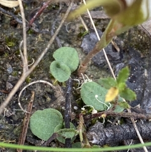 Diplodium truncatum at Jerrabomberra, NSW - 1 Apr 2022