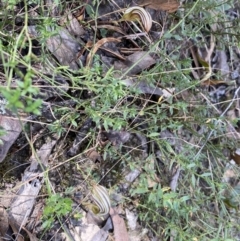 Diplodium truncatum at Jerrabomberra, NSW - 1 Apr 2022