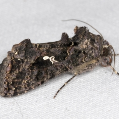 Chrysodeixis eriosoma (Green Looper) at Higgins, ACT - 28 Mar 2022 by AlisonMilton