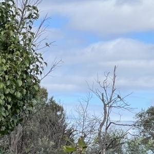 Merops ornatus at Murrumbateman, NSW - 1 Apr 2022 01:28 PM