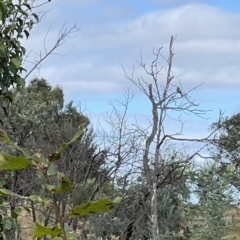 Merops ornatus at Murrumbateman, NSW - 1 Apr 2022 01:28 PM