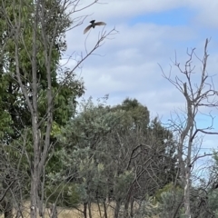 Merops ornatus at Murrumbateman, NSW - 1 Apr 2022