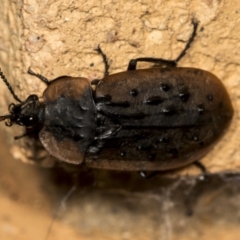 Ptomaphila lacrymosa (Carrion Beetle) at Higgins, ACT - 23 Mar 2022 by AlisonMilton