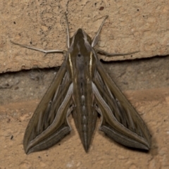 Hippotion celerio (Vine Hawk Moth) at Higgins, ACT - 23 Mar 2022 by AlisonMilton