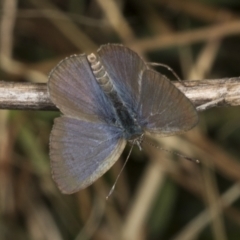 Zizina otis (Common Grass-Blue) at Kama - 22 Mar 2022 by AlisonMilton