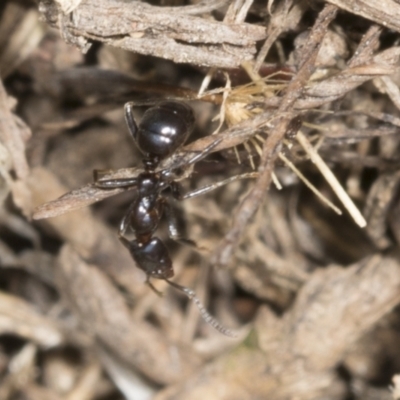 Papyrius nitidus (Shining Coconut Ant) at Kama - 22 Mar 2022 by AlisonMilton