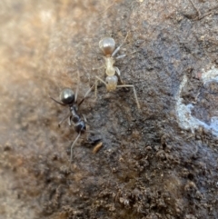 Formicidae (family) at Jerrabomberra, NSW - 1 Apr 2022 01:20 PM