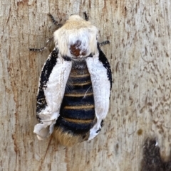 Oenosandra boisduvalii (Boisduval's Autumn Moth) at Jerrabomberra, NSW - 1 Apr 2022 by Steve_Bok