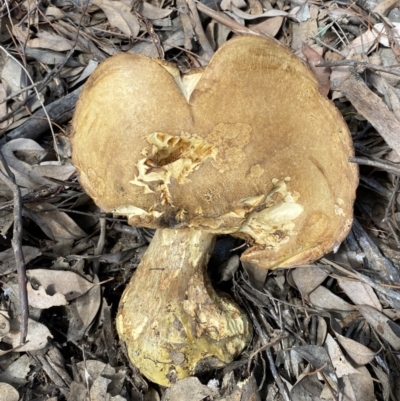 Unidentified Fungus at Mount Jerrabomberra - 1 Apr 2022 by Steve_Bok