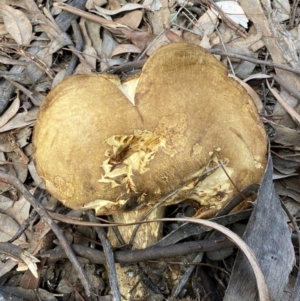 zz bolete at Jerrabomberra, NSW - 1 Apr 2022