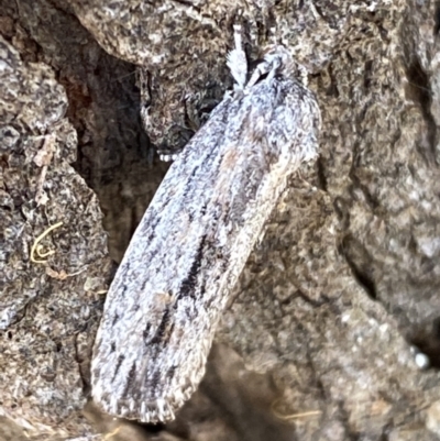 Agriophara platyscia (A Flat-bodied moth (Depressidae) at Mount Jerrabomberra - 1 Apr 2022 by SteveBorkowskis