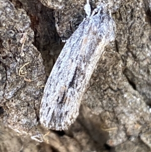 Agriophara platyscia at Jerrabomberra, NSW - 1 Apr 2022 12:55 PM